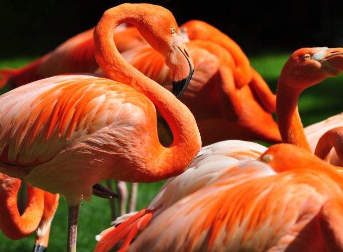 Wallpaper Flamingo, Sun Diego, zoo, bird, red, plumage, tourism, green grass, tourism, Animals 520206936